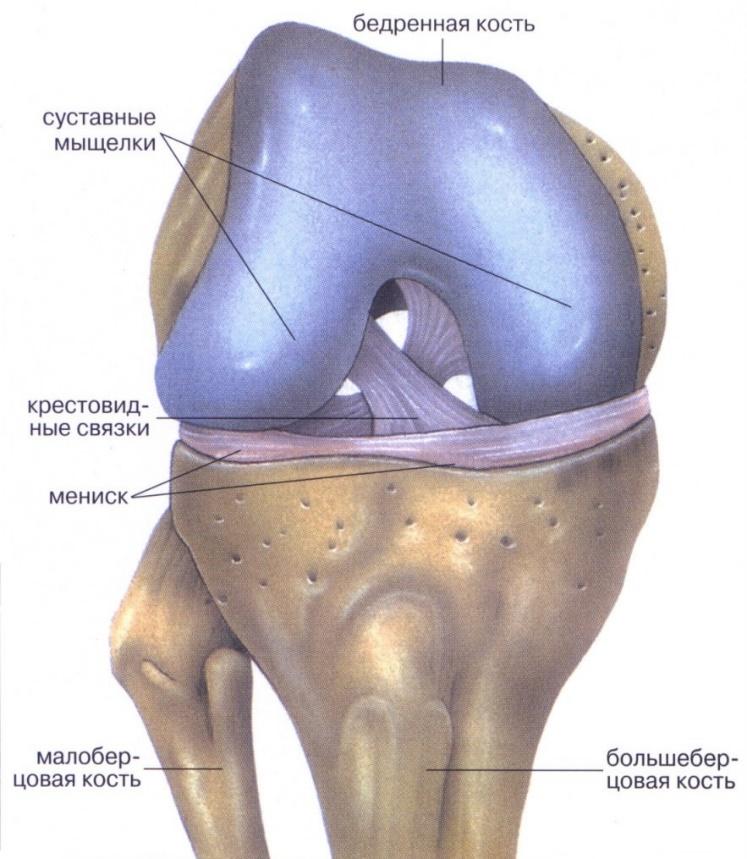 Повреждения мыщелка. Хрящ коленного сустава и мениск. Мениски коленный сустав анатомия человека. Коленный сустав строение мениск. Медиальный мениск коленного сустава анатомия.