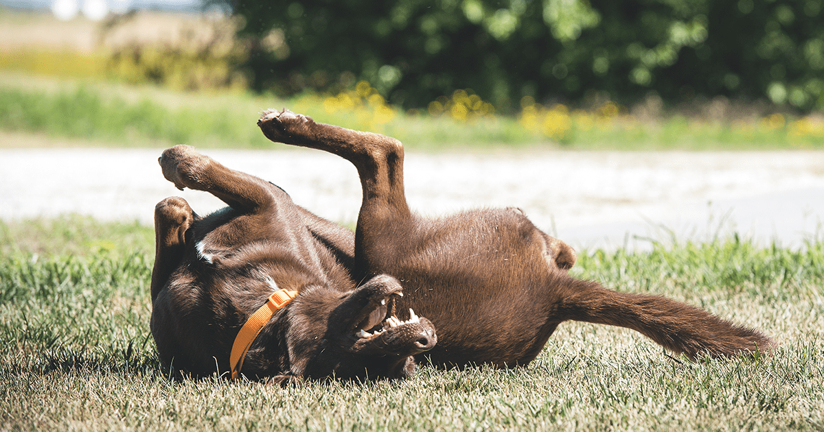 chocolate labrador rolling on grass