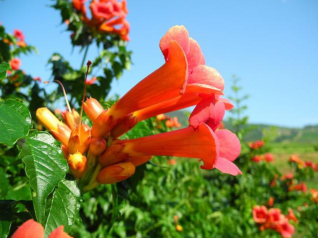 trumpet creeper, orange flower, vine, one of thePlants That Attract Birds To Your Garden 