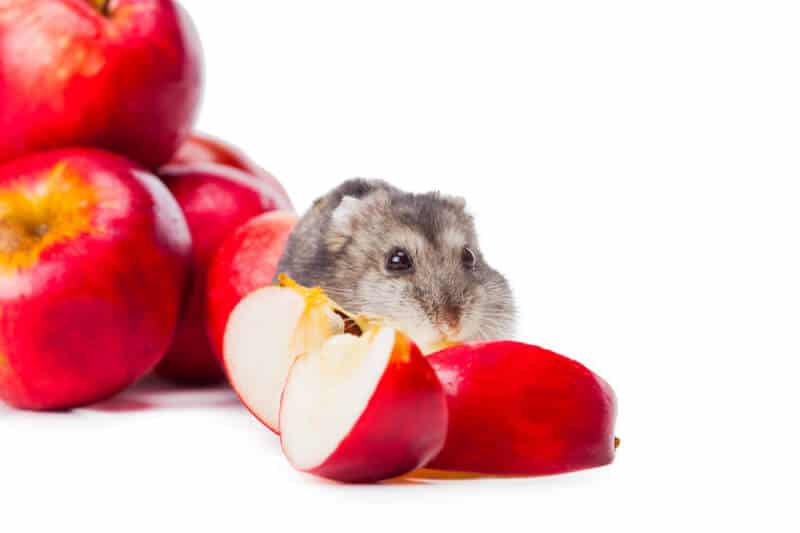 Apples and hamsters are also in good hands. - Pet Pad - can hamsters eat grapes