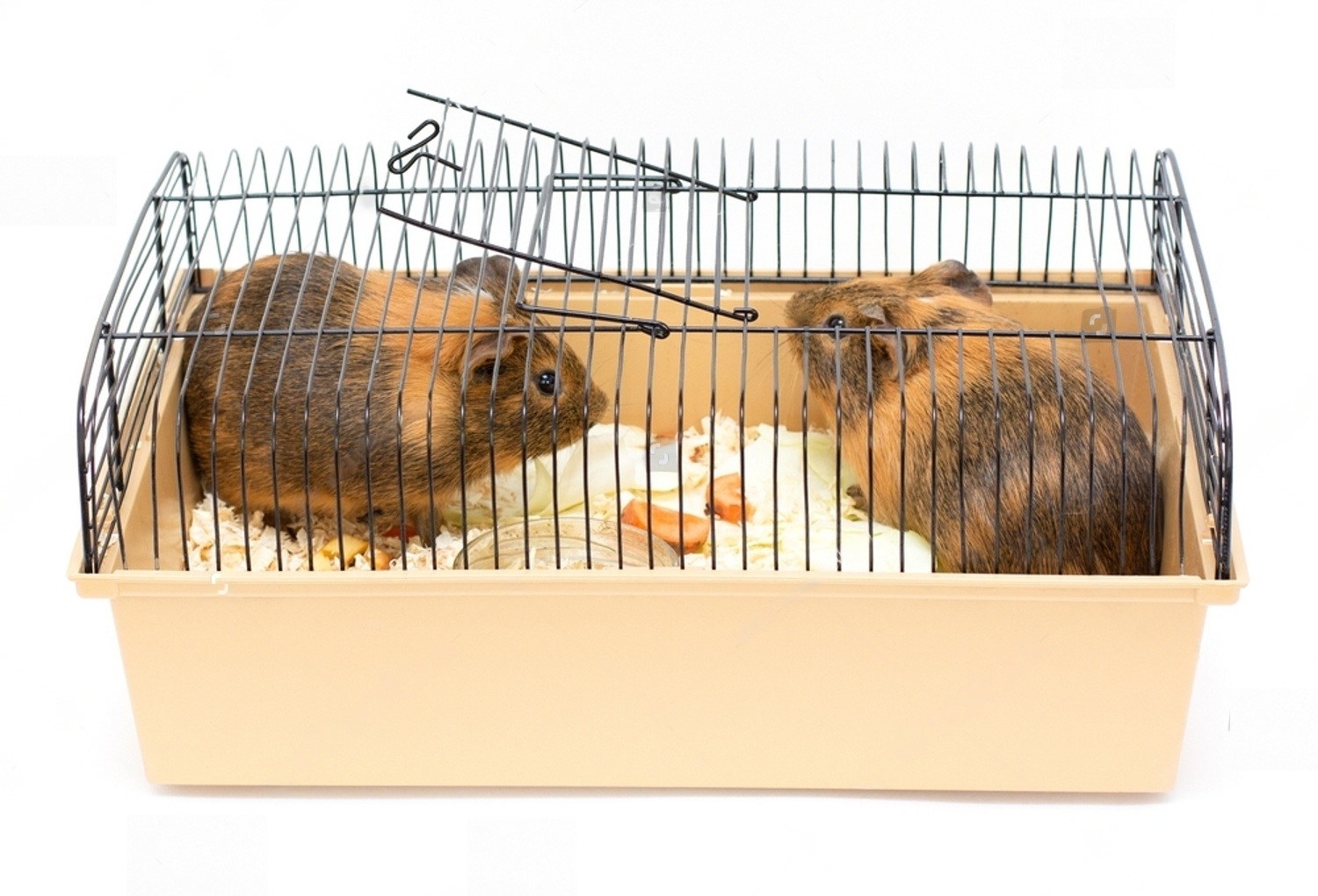 How Much Are Cages For Guinea Pigs At Petsmart 3 eQb4INMmT0JjvW2XD8nrJUutMGintSit edZwGIVoEWYkps4YTg2 gSGjSVqELI3RaktXnbCy19dD6Q2qXywmXNU7evIG J6gEiZltlz3LNnjO8J8icl49D6PXUr5BjbzfPXHSlXW7sdd KEMIUIyGM