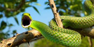 Image result for Snakes