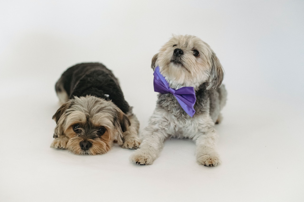 pups wearing a plastic dog collar