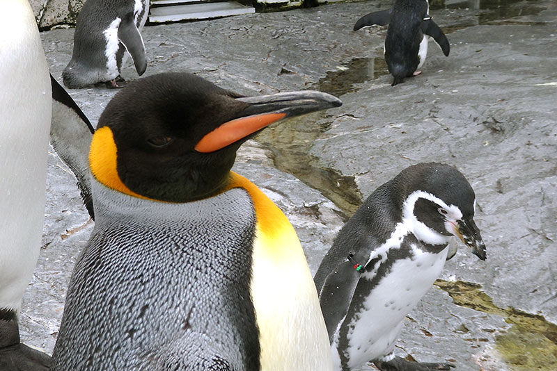 旭山動物園必見①：ぺんぎん館