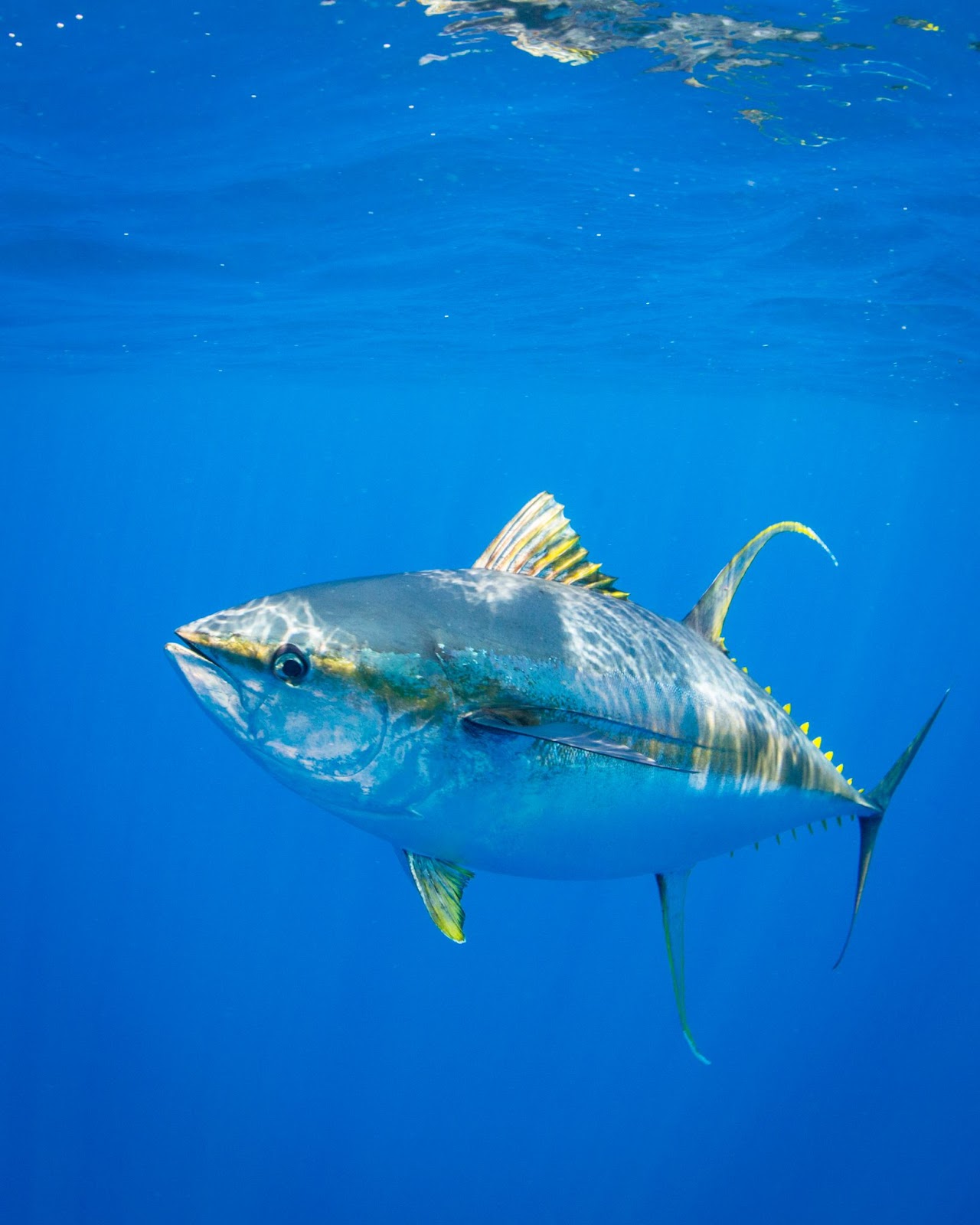Face à la surpêche, les populations de grands poissons, comme les thons, se sont effondrées. Image: Ellen Cuylaerts / Ocean Image Bank