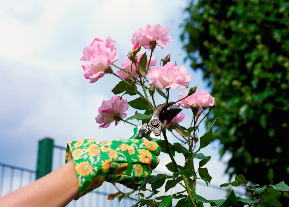 person wearing gloves  cutting pink colored flower plant