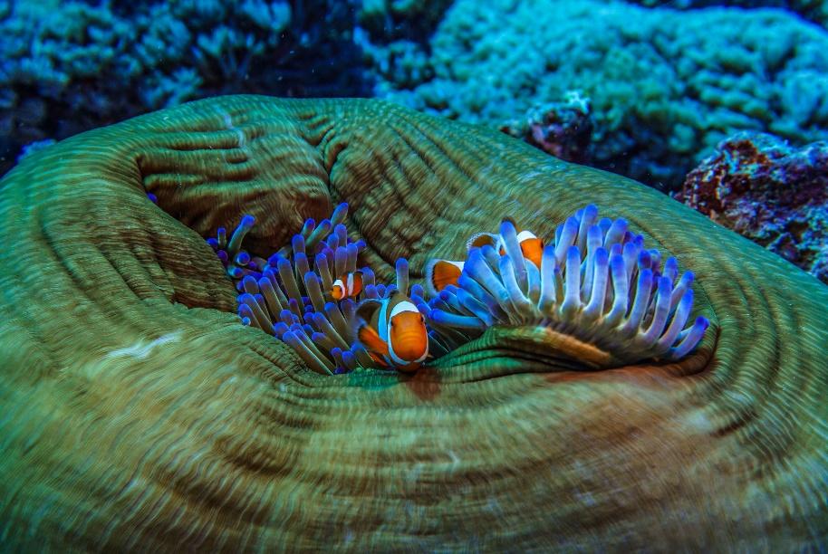 gili trawangan Corals