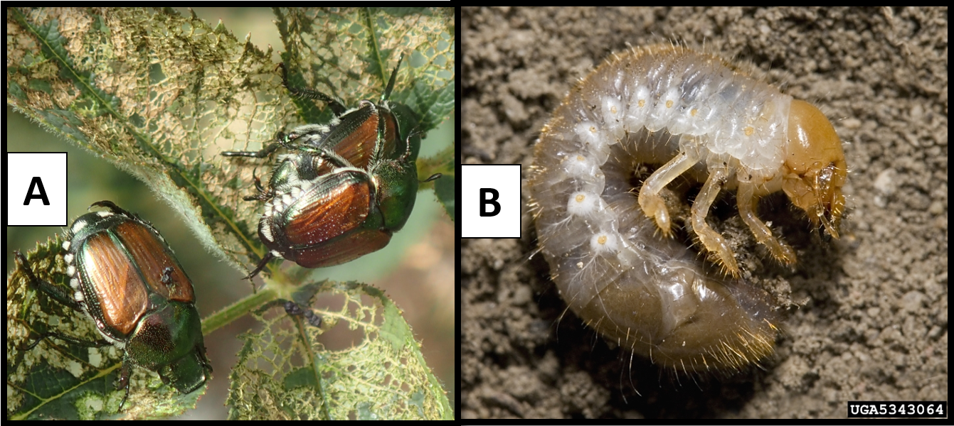 Adult Japanese beetles - Japanese beetle grub