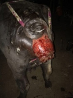 Grade III vaginal prolapse in a buffalo (photo courtesy Dr. Anil D. Patil, College of Veterinary and Animal Sciences, Udgir, Maharashtra, India).