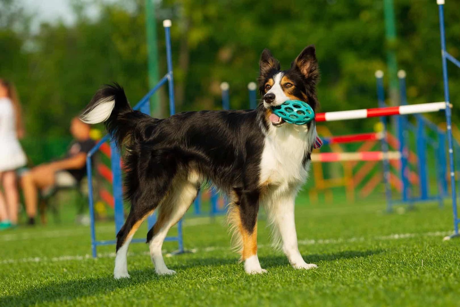 Mental Stimulation for Dogs | 12 Mental Workouts To Exercise Your Dog's  Brain - Big Dog Magazine | Enjoy Life Together With Your Dog