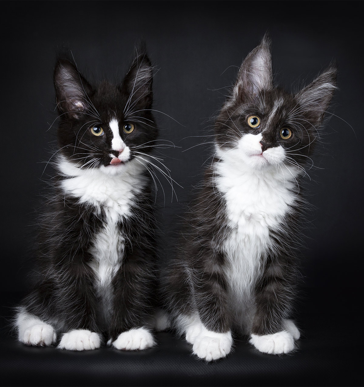 black and white Maine Coon cat pictures