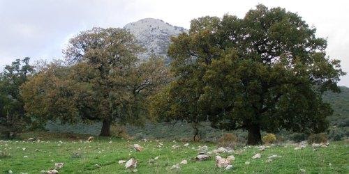 Ένας ακούσιος φονιάς από τα Βρίστιανα…  Μερικά σχόλια σ’ ένα κείμενο του 13ου αιώνα  Γράφει: η Μαρία Ν. Αγγέλη 