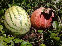 Image result for melons