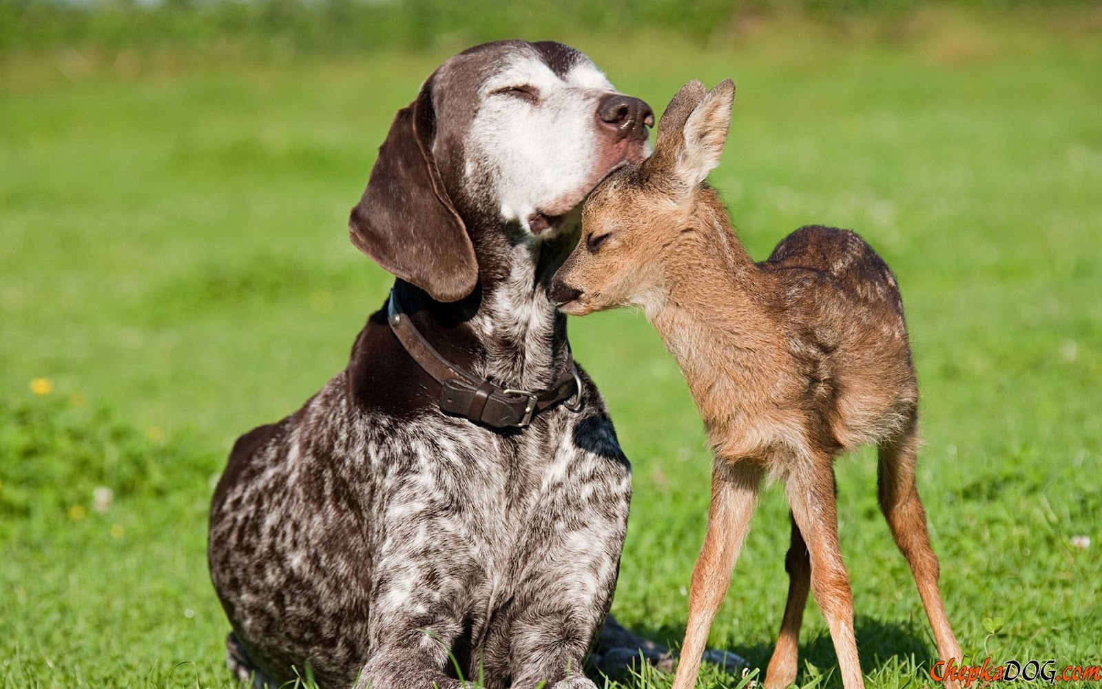 Dog and Deer