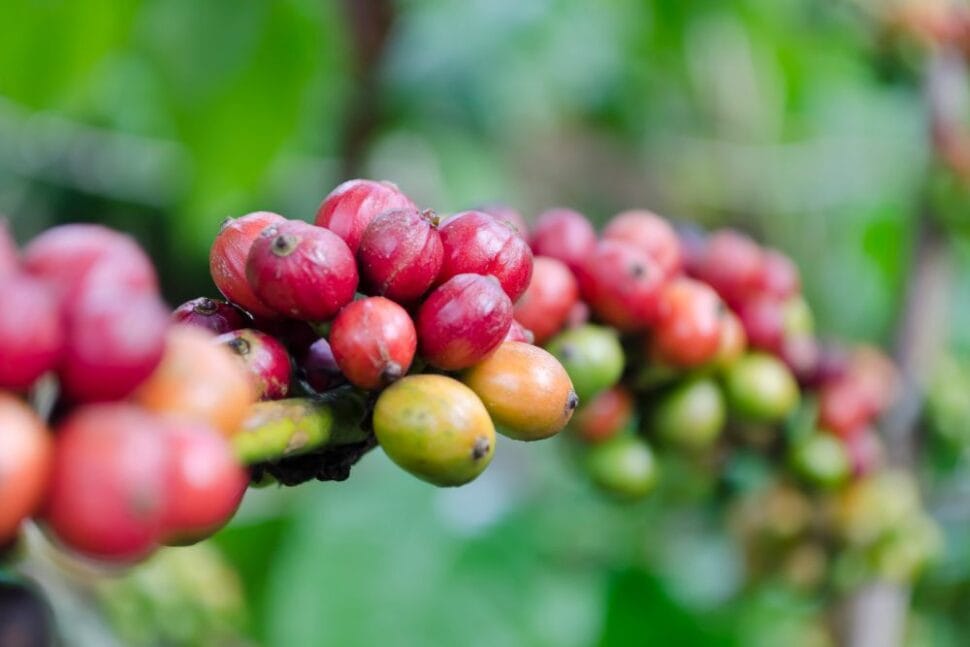 Varieties of coffee on the coffee tree