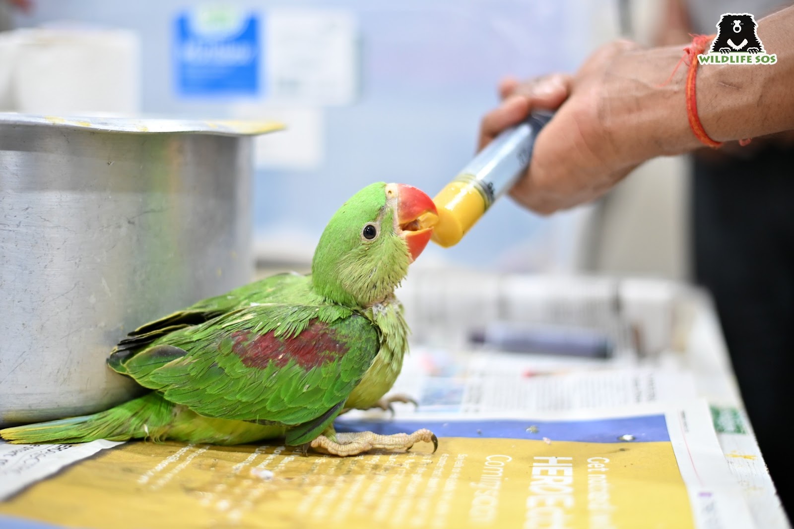 Parakeets are cared for at Wildlife SOS