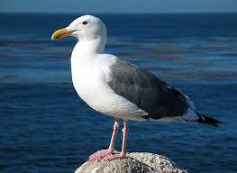 Pictures of Seagulls On-Beach | It is hard to take a trip to the ...