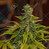 Amnesia Haze