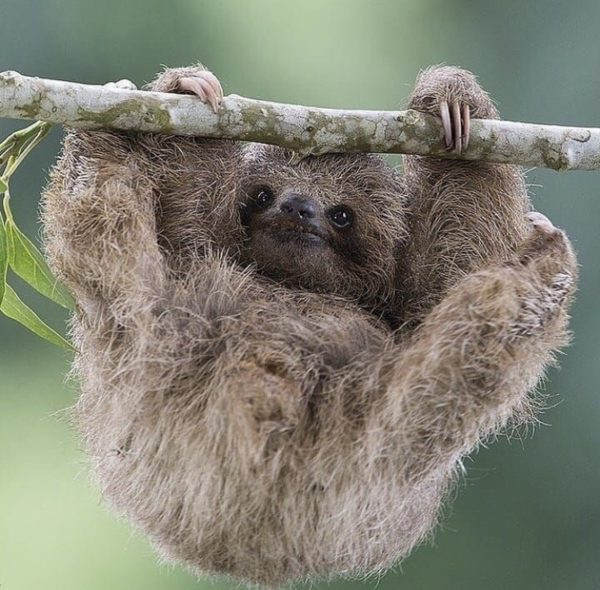 sloth hanging on tree sloth captured on tree sloth facts