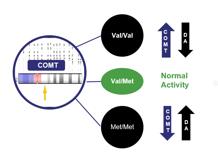 Possible COMT genotypes include val/val, val/met, met/met