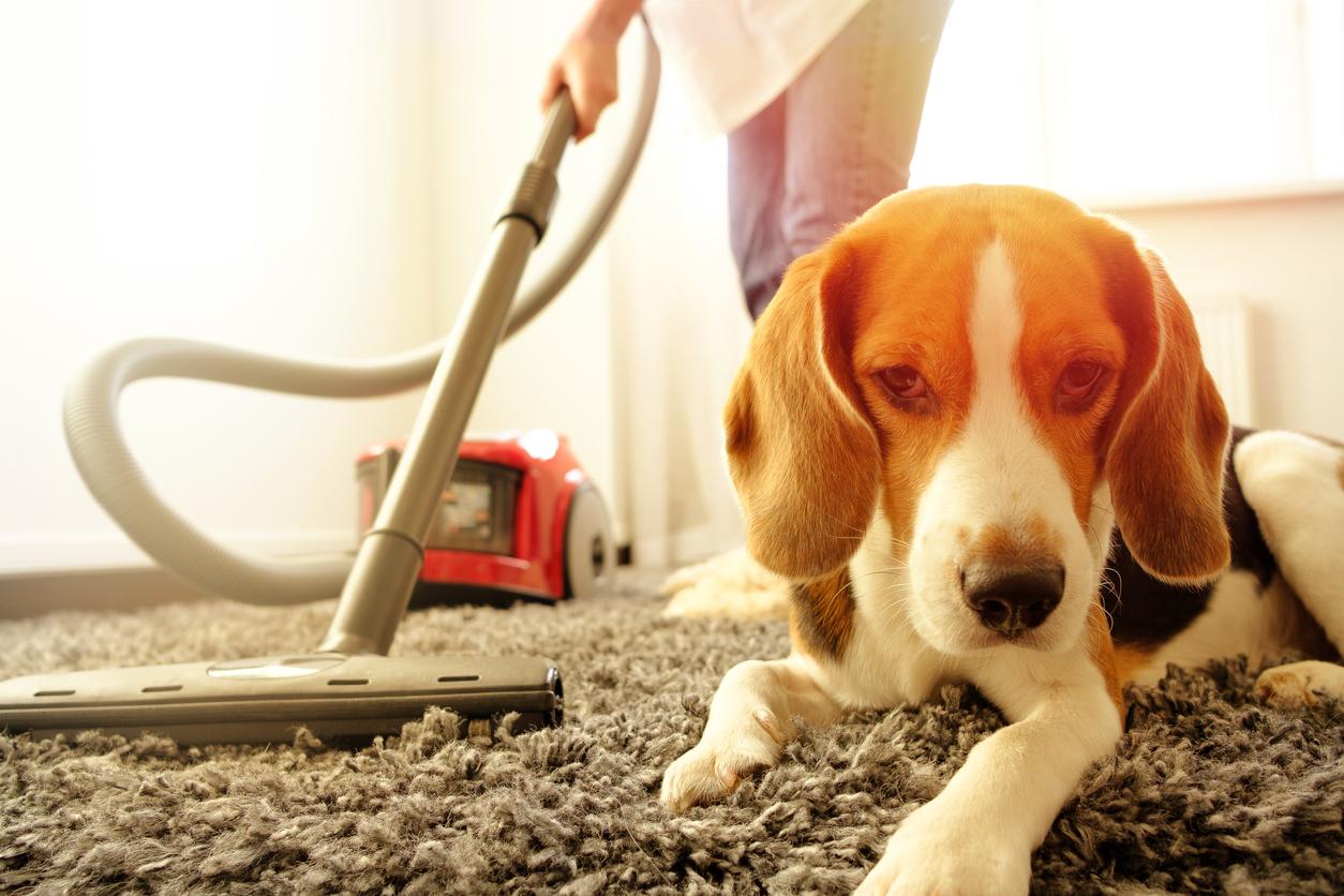 How to remove bad smell from carpets at home