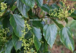 Japanese raisin tree flowers