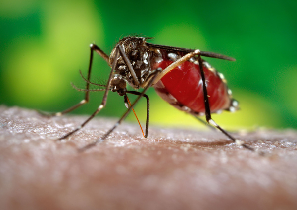Phát hiện thú vị - Nhóm máu O chống virus sốt rét