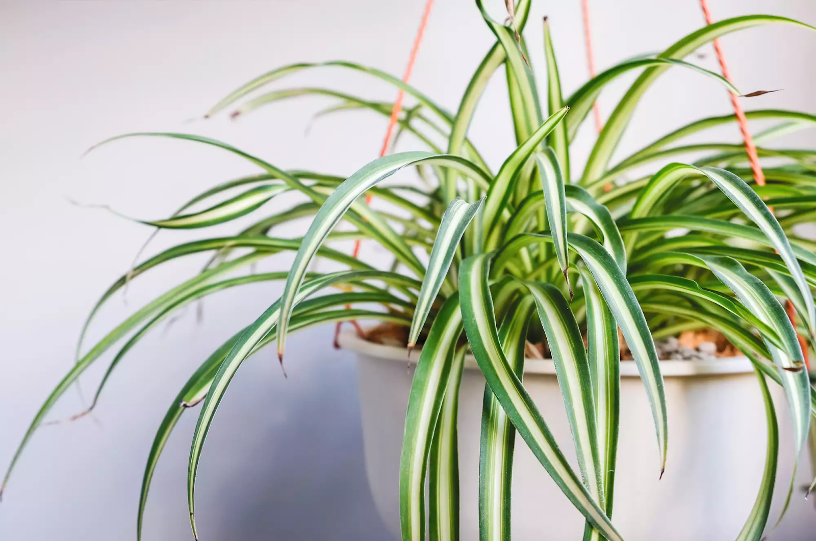 indoor plants decor - Spider plant