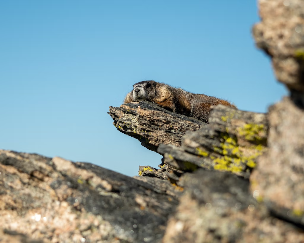 Mountain Beaver in Lake Tahoe | See the Wild