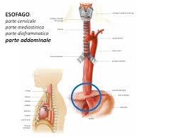 Fisioterapia Per Il Reflusso Gastroesofageo E Per L Ernia Iatale