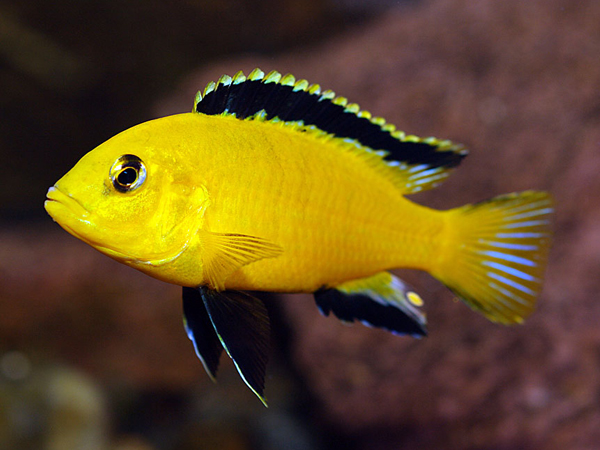 Cá Ali vàng (yellow cichlid)