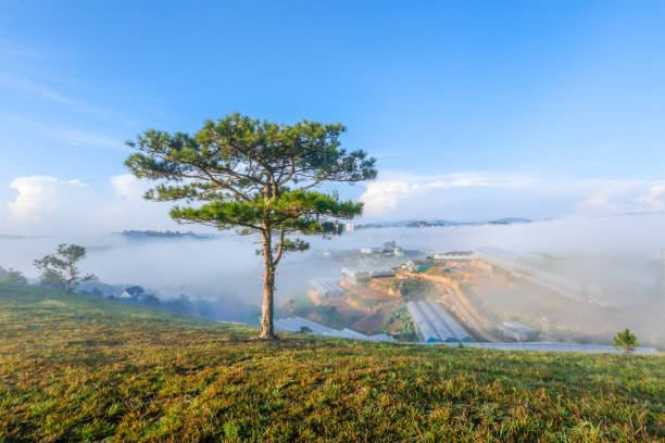anh hoa da lat
