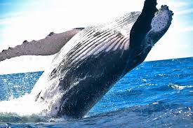 blue whale on sea free image | Peakpx