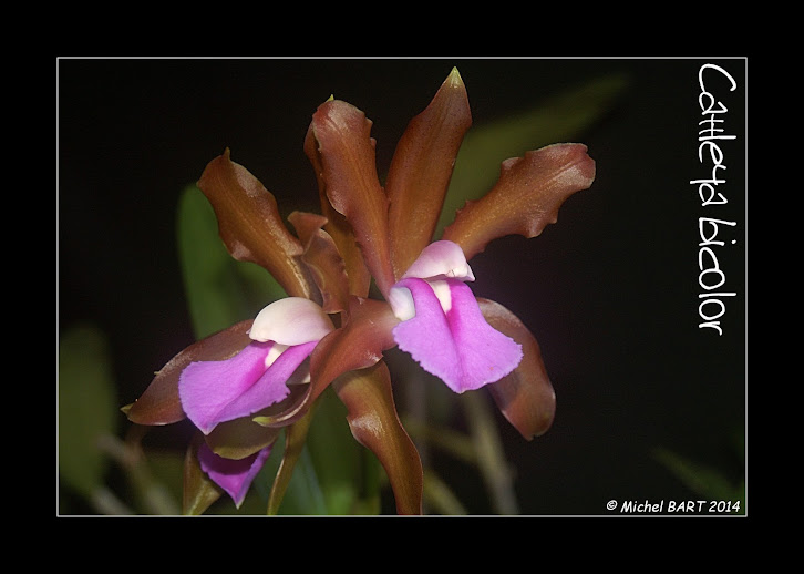 Cattleya bicolor subsp. bicolor EzULjYl6mw2LSmFeXWo-2Pti1RXXL0uC_fq_QHVNWdI=w726-h518-no