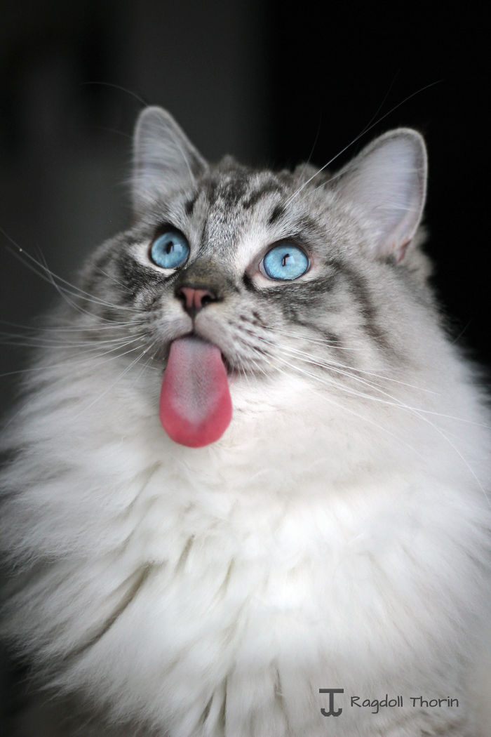 Meet Thorin, My Cat With The Incredibly Long Tongue
