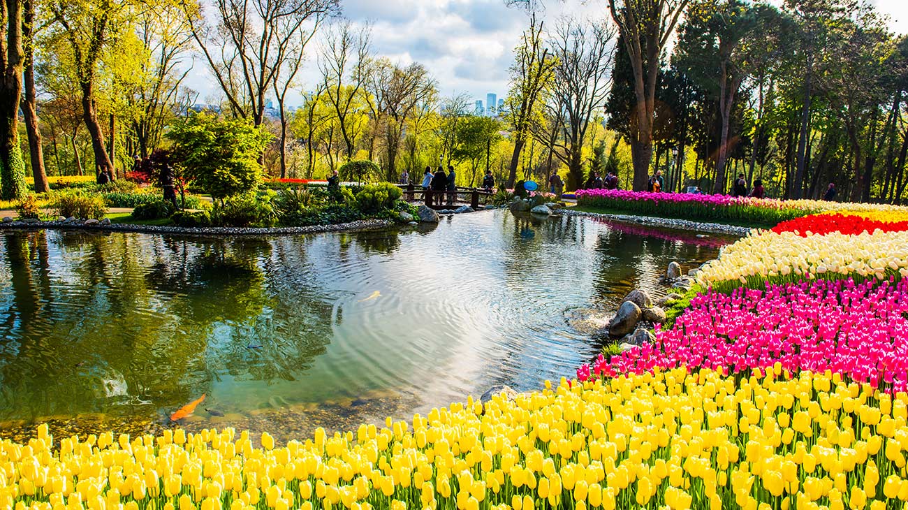 Colorful tulips in the garden. Istanbul, Turkey