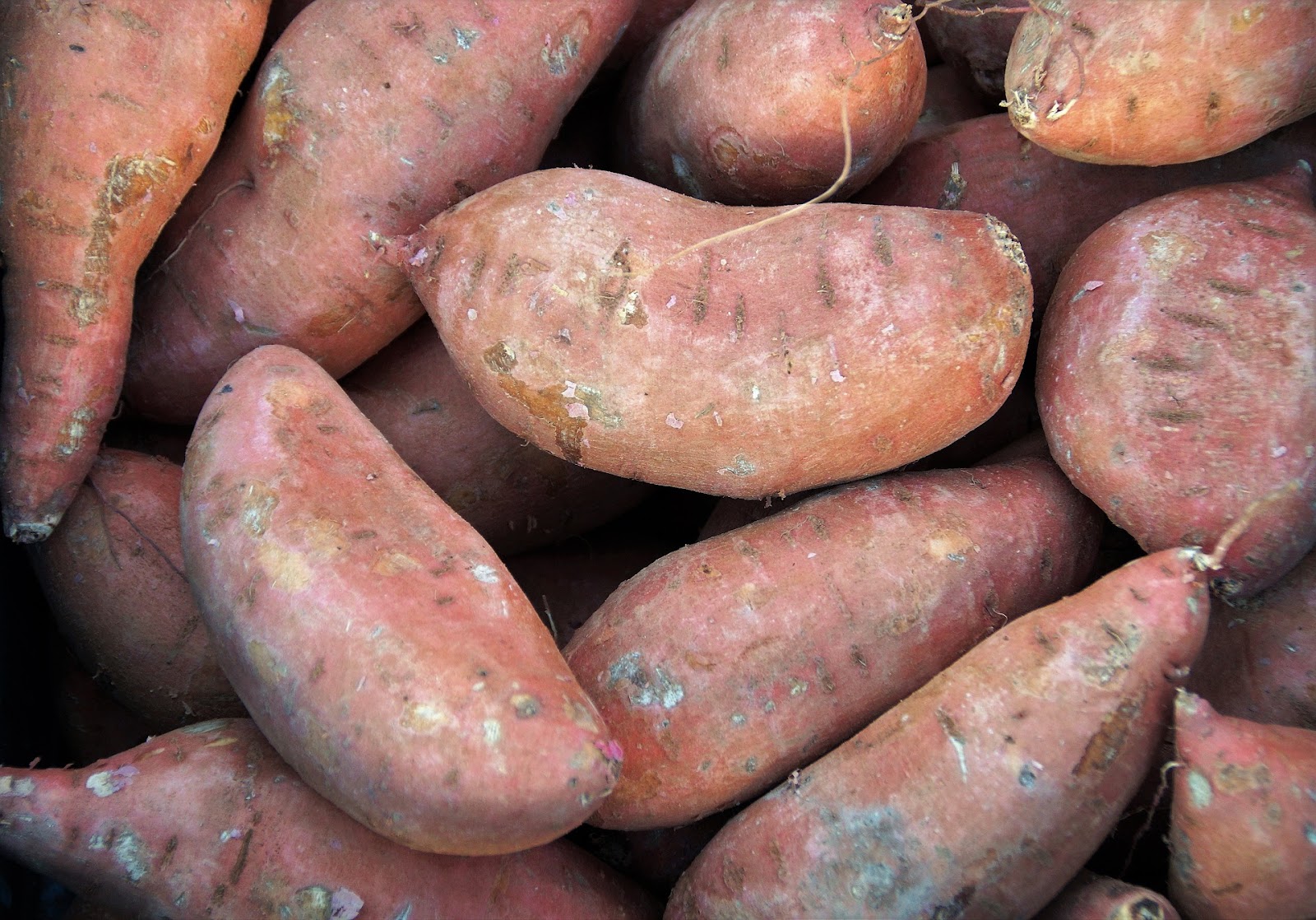 A bin of large sweet potatoes at the marketplace ready to be sold.
