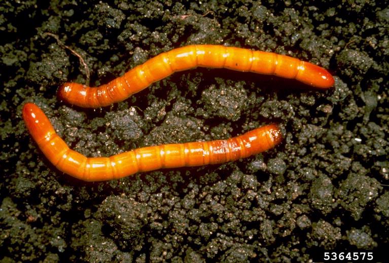 The wireworms is mostly found in crop plant roots in gardens.