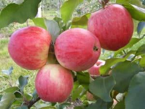 Описание и характеристики сорта яблонь Июльское Черненко, история и выращивание