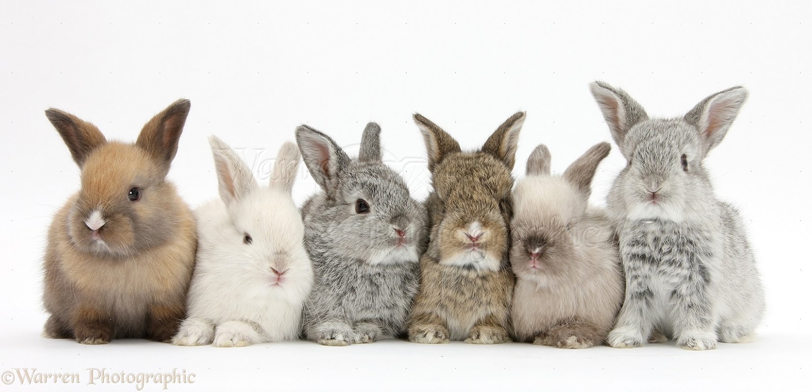 26159-Six-baby-rabbits-white-background.jpg