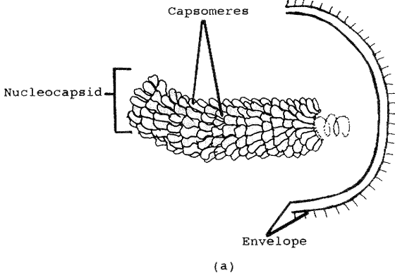 Enveloped virion with helical capsid. The nucleic acid is located within the nucleocapsid as indicated the spiral-shaped dotted line. The lines on the outer surface of the envelope represent glycoprotein spikes. Illustration is courtesy of A. Wayne Roberts.