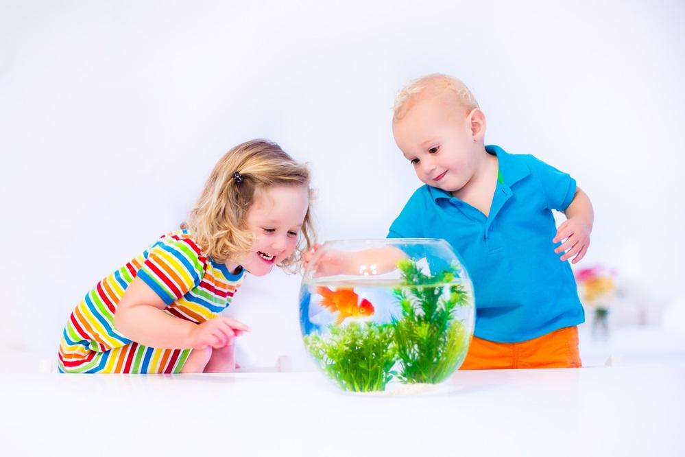 Benefits of having an aquarium for your children - Emmy's Mummy