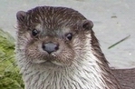 nutria_page_26_00099_L.jpg