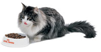 Megestrol acetate is effective in feline cancer patients and used to improve appetite and promote weight gain