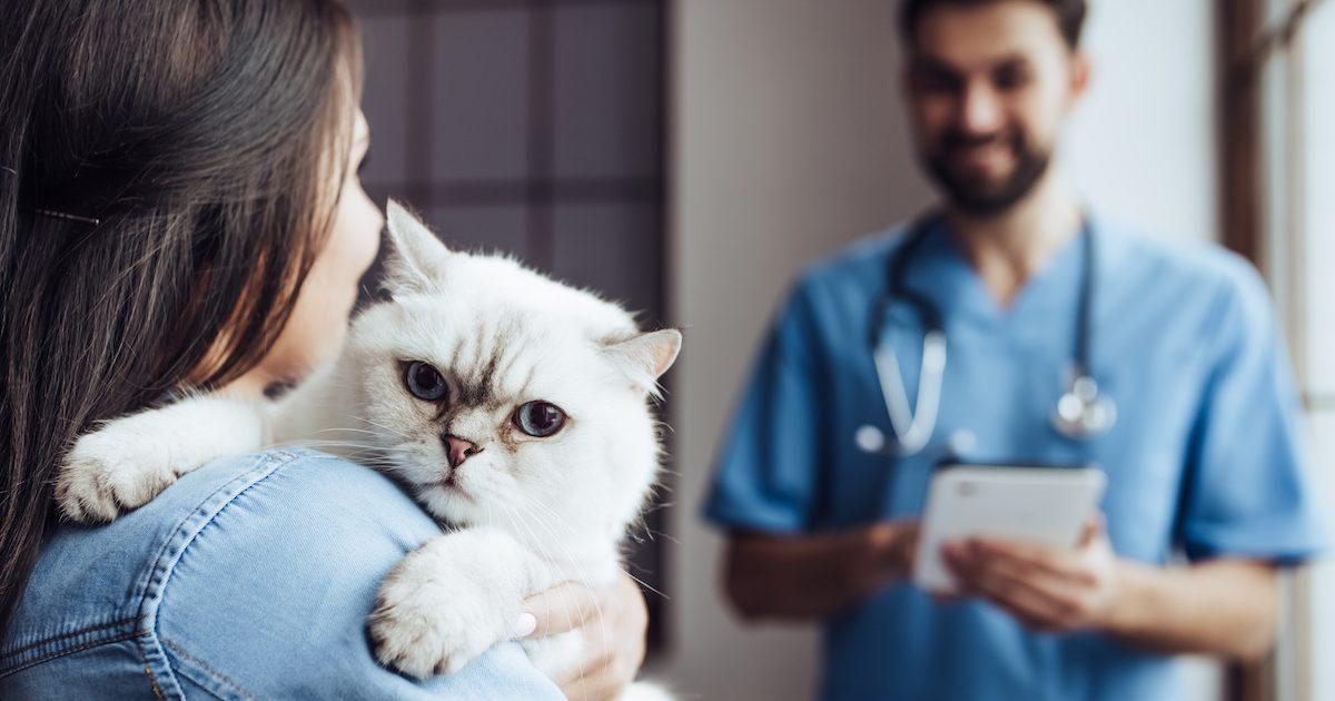 Is Cat Vaccination Really Necessary?