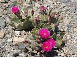 Image result for desert plants