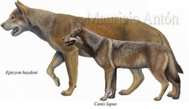 se-descubre-un-cachorro-lobo-congelado-18.000-años-rusia-calentamiento-global-