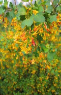 golden currant flowers