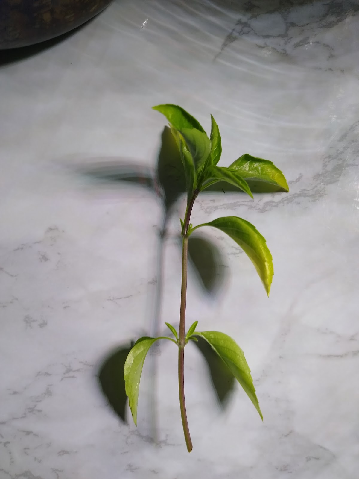 Thai basil clipping picture