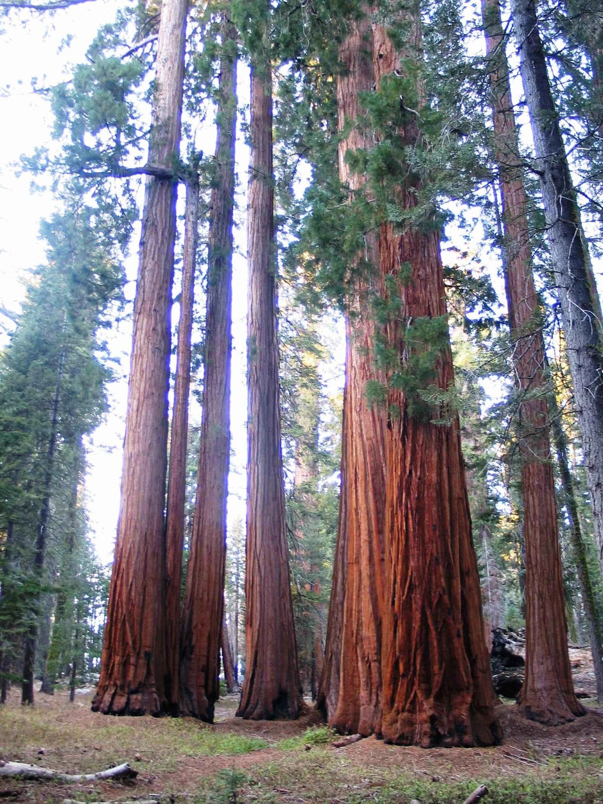 sequoias 